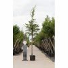 Haagbeuk Carpinus betulus h 550 cm st. omtrek 19 cm Warentuin Natuurlijk Tuinartikelen